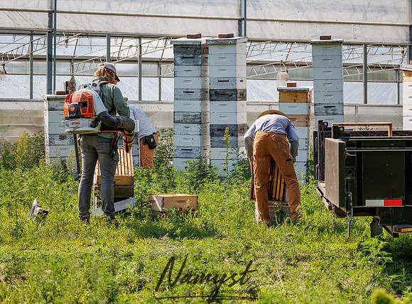 Waldoch Farm Honey Harvest 116