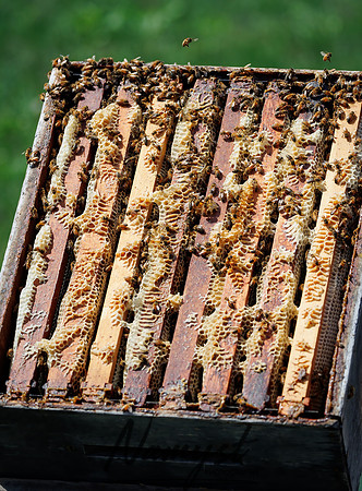 Waldoch Farm Honey Harvest 2