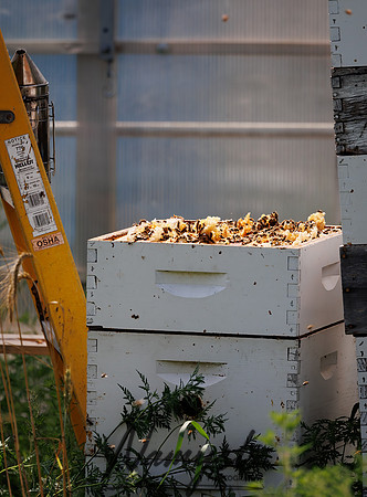 Waldoch Farm Honey Harvest 68