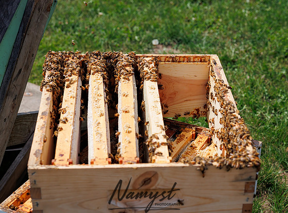 Waldoch Farm Honey Harvest 20