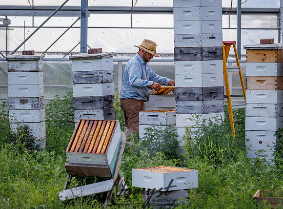 Waldoch Farm Honey Harvest 140