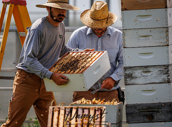 Waldoch Farm Honey Harvest 66