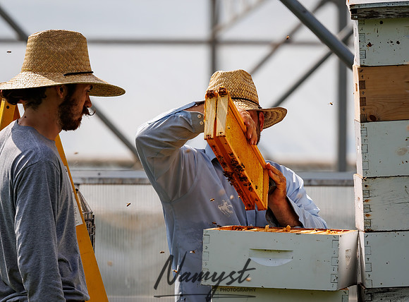 Waldoch Farm Honey Harvest 59