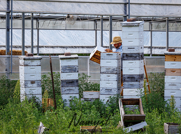 Waldoch Farm Honey Harvest 126