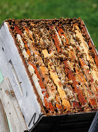 Waldoch Farm Honey Harvest 5