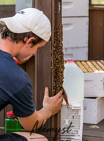 Waldoch Farm Honey Harvest 9