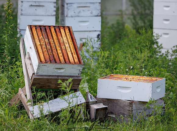 Waldoch Farm Honey Harvest 139