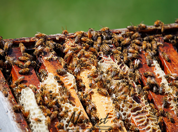 Waldoch Farm Honey Harvest 7