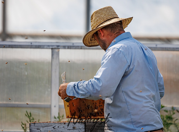Waldoch Farm Honey Harvest 112