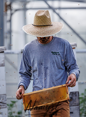 Waldoch Farm Honey Harvest 128