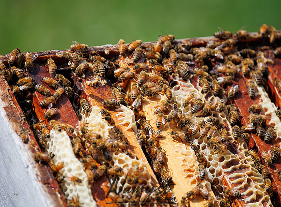 Waldoch Farm Honey Harvest 6