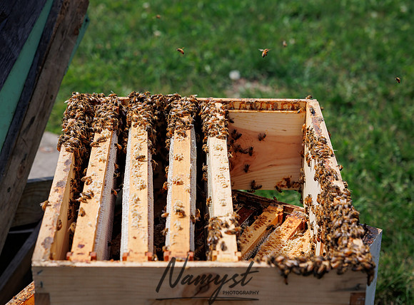 Waldoch Farm Honey Harvest 19