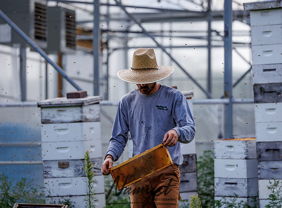 Waldoch Farm Honey Harvest 130
