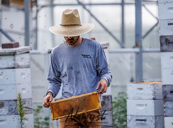 Waldoch Farm Honey Harvest 127