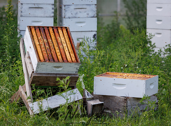 Waldoch Farm Honey Harvest 138